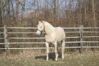 AQHA Foundation Deckhengst