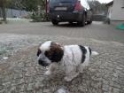 Cocker Spaniel Mixwelpe