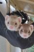 Frettchen Duo sucht dritten Komplizen