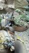 Crotaphytus collaris collaris Halsbandleguan