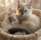 2 Heilige Birma Freigänger Kitten Katze abholbereit