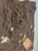 Griechische Landschildkröten Babys zu verkaufen