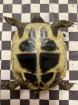 Griechische Landschildkröten Paar