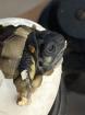 Griechische Landschildkröten