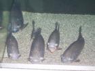 5 Piranha rot XXL