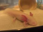 Süß axolotls Nachzuchten