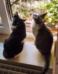 Ellen Zora - zwei verschmuste Katzenmädchen suchen gemeinsames Zuhause