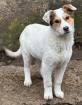 Adina - Hübsches Hundekind Adina