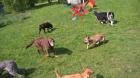 Hundebetreuung Nord - Ihre professionelle Hundebetreuung in Hamburg