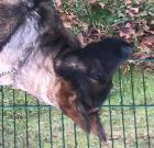 Deutscher Schäferhund Rüde mit Pap. 6 Monate alt