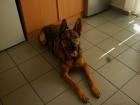 Toller Schäferhundmix sucht neue Familie