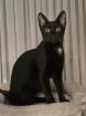 Romeo - verspielter Schmusekater sucht Spiel- und Schmusepartner