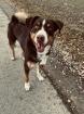 Bildhübscher Appenzeller Sennenhund