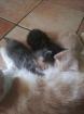 Mix-Kitten BKH Norwegische Waldkatze Babykatzen Glückskätzchen