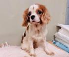 Velvet - ruhig sozial - Cavalier-Mischling