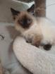 Ragdoll-Kätzchen suchen ein neues liebevolles Zuhause