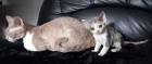 Cattery of Lovely Rascals