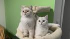 2 BKH Brüder Katzen