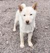 Yui - Shiba Inu-Mischling - lieb verspielt