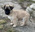 Hundekind Liviu - gerettet in letzter Minute