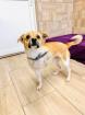 Wednesday - Dreibein lieb verspielt