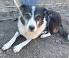 Floric - Wundervoller Hundeopi Floric sucht dringend neues Zuhause