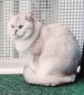 Deckkater Stammbaum blauen Augen BKH Farbe seal-silver-shaded-point ns 11-33