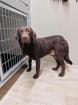 Callahan - lieb schüchtern - Labrador-Mix