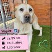 Yogurt neugierig und sozial