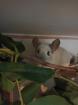 Aktive Chinchilla Oma sucht neues Zuhause