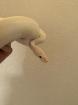 Blue eyed leucistic 1. 0 männlich