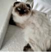 Blh kater mix sucht liebevolles heim
