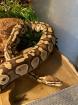 0. 1 Female Lesser Königspython Python regius