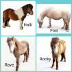 Ponys in Sonderfarbe