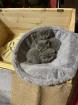 Bkh/ scottish fold Kitten
