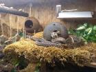 Zwei Strumpfbandnattern Thamnophis marcianus in gute Hände abzugeben