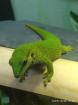 Phelsuma madagascariensis kleine Inselform