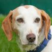 HUTCH - Bracke - 4 Jahre - Tierhilfe-Franken e. V.