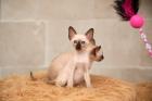 Siamkitten von unserer THAIMAHAL ENGEL in den Farben seal point und chocolate point
