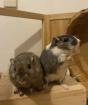 2 Rennmaus-Männchen mit Käfig und Zubehör abzugeben