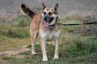 GINO - Mix - 2 Jahre - Pflegeplatz gesucht - Tierhilfe-Franken e. V.