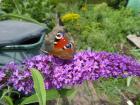 Einen Nachmieter für den Schrebergarten in KGV