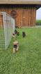 Reinrassige Boxerwelpen mit Papiere vom DRC