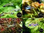 Endler Guppy reinerbig ab 2Euro Versand/ Abholung