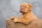 Bordeauxdoggen Welpen mit Ahnentafel