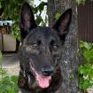 PEKSI - Holländischer Schäferhund - 7 Jahre - Tierhilfe-Franken e. V.
