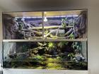 Chamäleon oder Taggecko gesucht für sehr großes Terrarium
