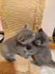 Süße BKH Kitten