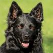 RAFFI - Groenendael-Mix - 3 Jahre - Tierhilfe-Franken e. V.