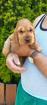 Engl. Cocker-Spaniel Welpen